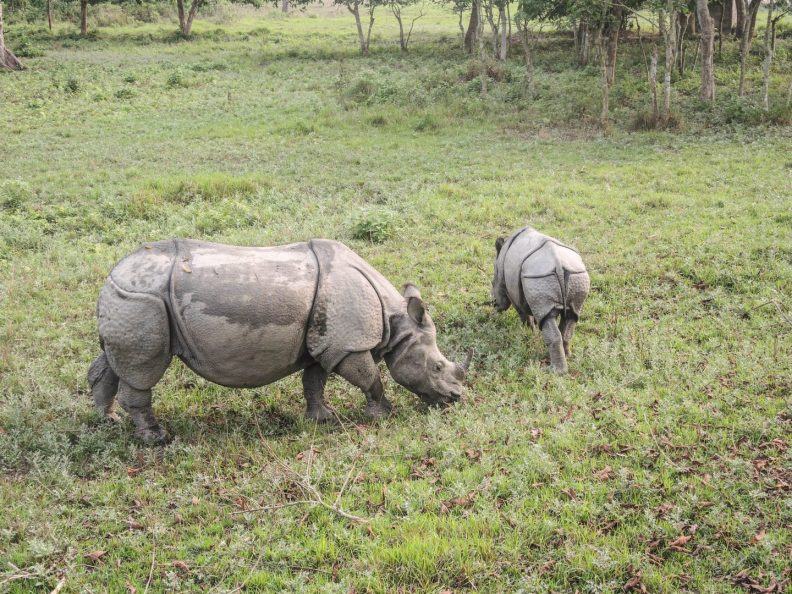 One horned Rhino's in Nepal
