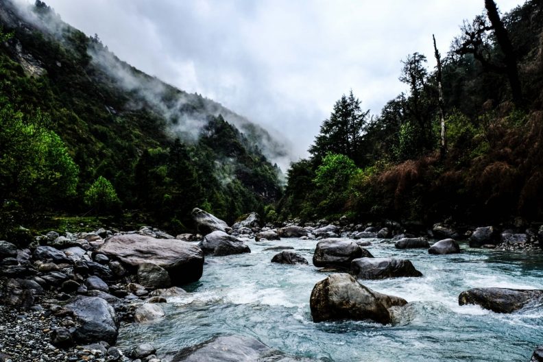 Raintforest in Rolwaling, Himalaya, Nepal