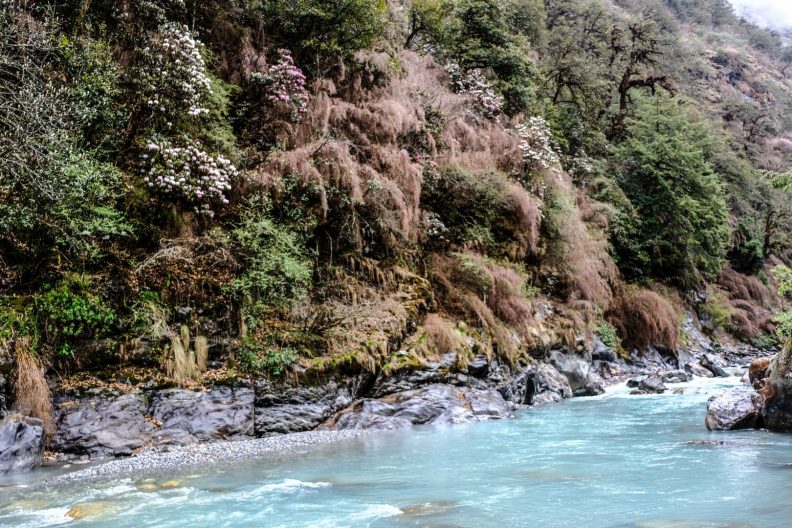 Raintforest in Rolwaling, Himalaya, Nepal