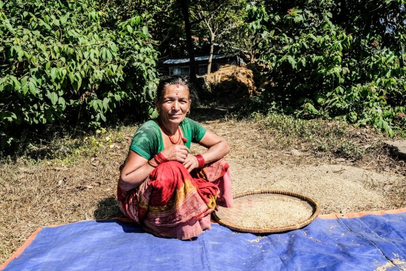 Riseharvesting in Nepal